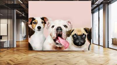 Group portrait of adorable puppies Wall mural