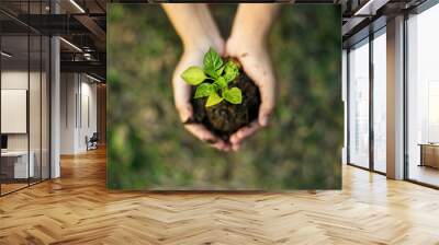 Hand holding sprout for growing nature Wall mural