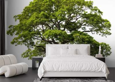 PNG A tree sycamore plant oak. Wall mural