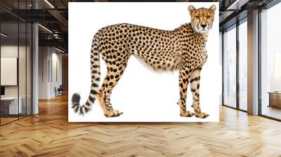 PNG Cheetah wildlife animal mammal Wall mural