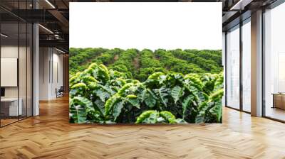 PNG Coffee plantation countryside agriculture vegetation. Wall mural