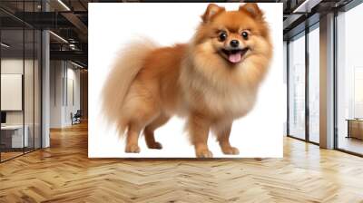 PNG Cute dog pomeranian mammal animal. Wall mural