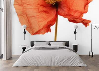 PNG  Delicate red poppy flower Wall mural