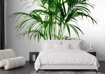 PNG  Elegant indoor potted palm plant Wall mural