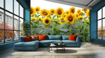 PNG Hilly sunflower fields nature backgrounds landscape. Wall mural