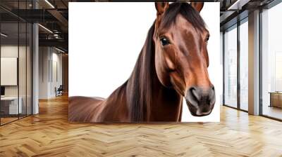 PNG Horse stallion mammal animal transparent background Wall mural