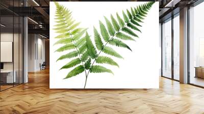 PNG Plant fern leaf freshness. Wall mural