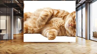 PNG Playful orange tabby cat relaxing Wall mural