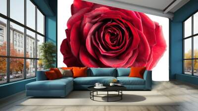 PNG Vibrant red rose bloom beauty Wall mural