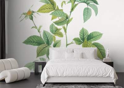 White anjou roses Wall mural