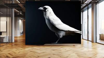 White raven on black background. Close up of a crow. Portrait of a vulture Wall mural