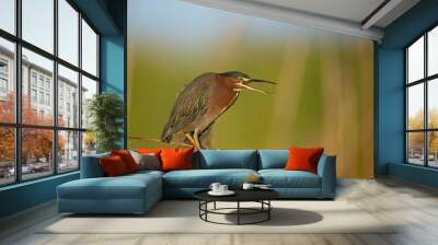 A Green Heron perched on a branch with a smooth green background in the bright morning sunlight. Wall mural