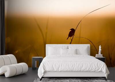 A Seaside Sparrow silhouetted as it perches in the tall marsh grasses in the early morning sunlight. Wall mural