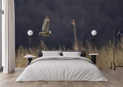 Short-Eared Owl Flying 2 Wall mural