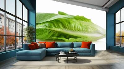 fresh romain lettuce isolated on white background Wall mural