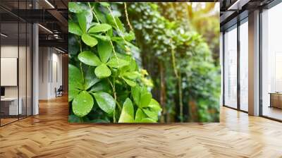 green succulent leaves hanging vines ivy bush climbing epiphytic plant dischidia sp after rain in tropical rainforest garden Wall mural