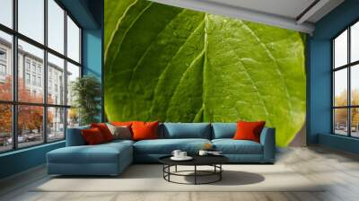 leaf with water Wall mural