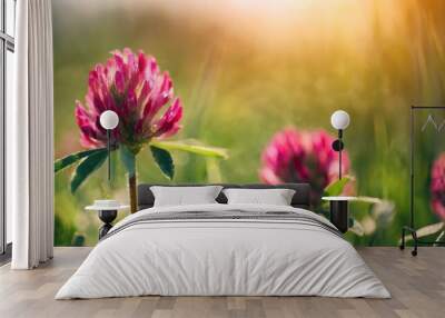 red clover flowering red wild red flower in meadow Wall mural