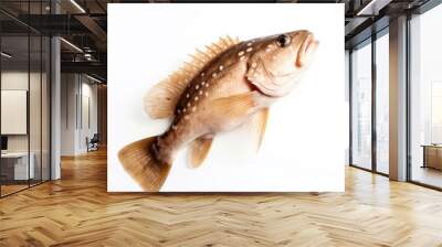 Grouper fish isolated on white. Generative AI Wall mural