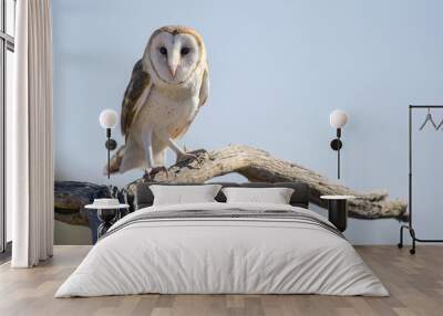 common barn owl (tyto alba) #2 Wall mural