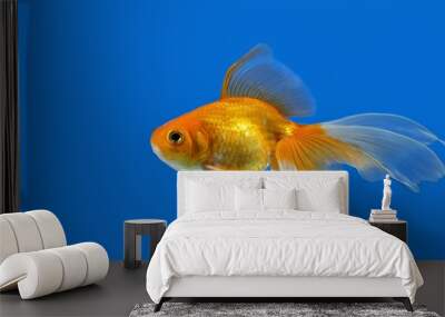 Goldfish on blue background.j Wall mural