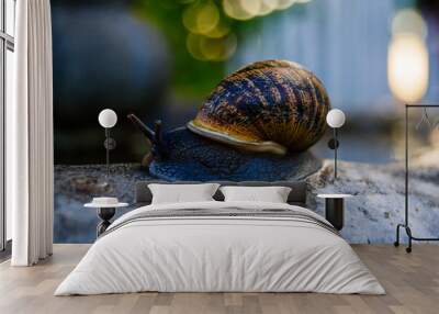 snail on a stone Wall mural