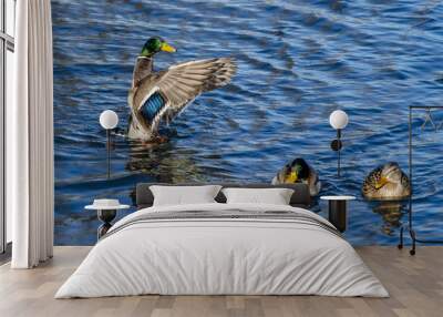 Mallard Duck Stretching Its Wings in the Company of Friends Wall mural