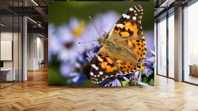 Painted Lady Butterfly Sipping Nectar from the Accommodating Flower Wall mural