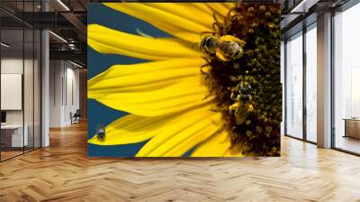 Two Bees and a Bug on the Bright Yellow Sunflower Petals Wall mural