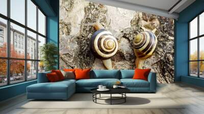 Two snails moving in different directions. Wall mural