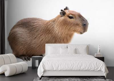 cute artoon capybara isolated on white funny animal for your design Wall mural