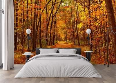 Autumn forest scenery with road of fall leaves & warm light illumining the gold foliage. Footpath in scene autumn forest nature. Vivid october day in colorful forest, maple autumn trees road fall way Wall mural