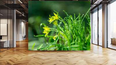 Forest wild flower Gagea minima or yellow star. Dew on green grass. Fresh nature. Drops water background Wall mural