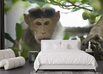 Bonnet macaque in threat display. Wall mural