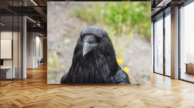 black crow in a small meadow Wall mural