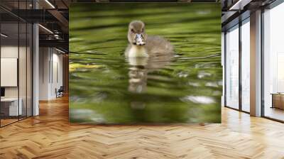 cute duckling in the pond, lovely woolly duckling on the lake, green light waves around duckling, chick in green water, lovely duckling in feather fluff Wall mural