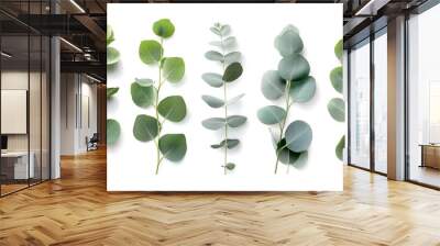 Eucalyptus leaves sprigs branches isolated on white background. Collage graphics. Wall mural