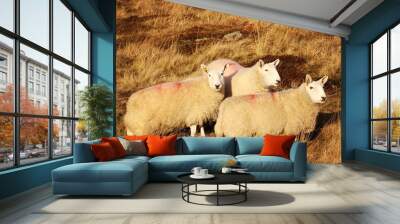 One sheep, two sheep, three sheep!  Wall mural