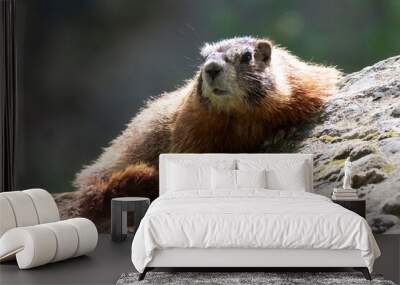 Yellow-bellied Marmot Wall mural