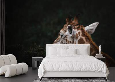 portrait of a giraffe Wall mural