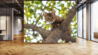 cat on the tree Wall mural