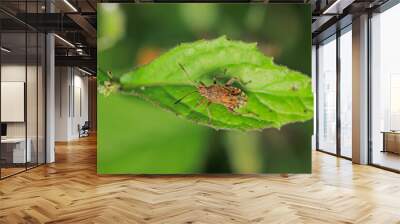 Halyomorpha Halys insect macro photo Wall mural