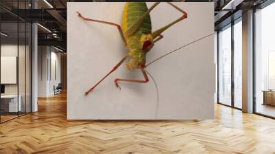 hexacentrus japonicus insect macro photo Wall mural