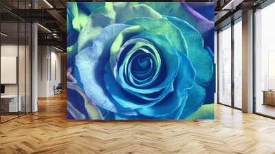 blue bouquet roses multicolored by february 14 roses wallpaper floral wallpaper Wall mural