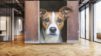 A dog looks through an open door, waiting eagerly for its owner to arrive. Wall mural