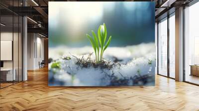 A snowdrop sprouting from the ground and snow, illuminated by sunshine Wall mural