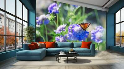 Butterfly sitting on cabiosa caucasica caucasian pincushion flower, scabiosus flowering ornamental light blue beautiful garden plant Wall mural