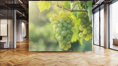 Green grapes hanging from vine Wall mural