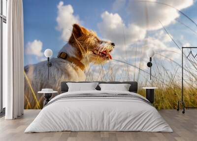 Banner a beautiful happy dog as panting in the meadow grass. Hiking, walking with pet in spring or summer. Wall mural