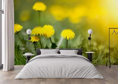 Edible fresh yellow blowball dandelion flowers, spring, summer Wall mural